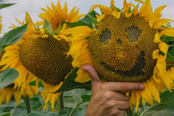 Auringonkukka hymyillen. Tunteita auringonkukassa. Auringonkukan hymy — kuvapankkivalokuva