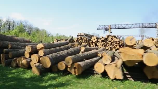 Große Holzstämme — Stockvideo