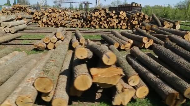 Cut doun trees on the sawmill — Stock Video