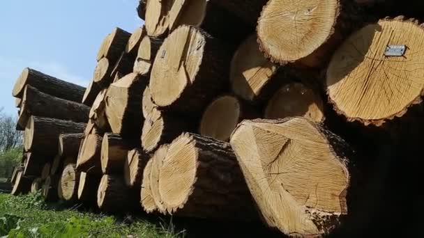 Huddle van gesneden bomen — Stockvideo