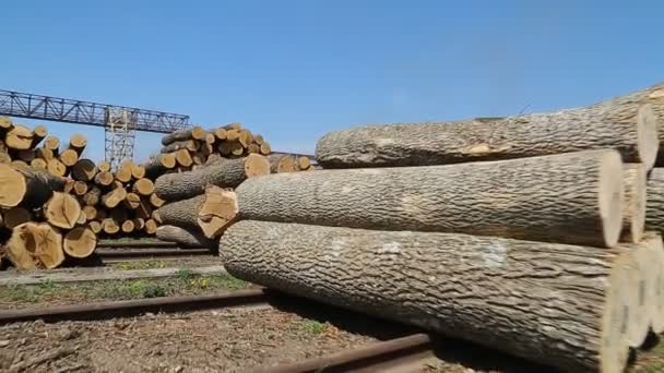 Freshly chopped tree logs — Stock Video