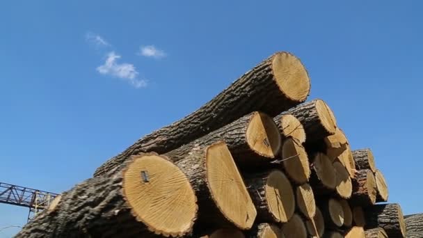 Uma pilha de madeiras . — Vídeo de Stock