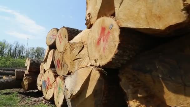 Cut oak logs — Stock Video