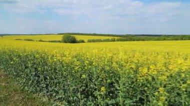 Kolza tohumu alanındaki