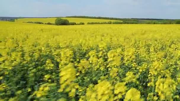 Bloeiende koolzaad veld — Stockvideo