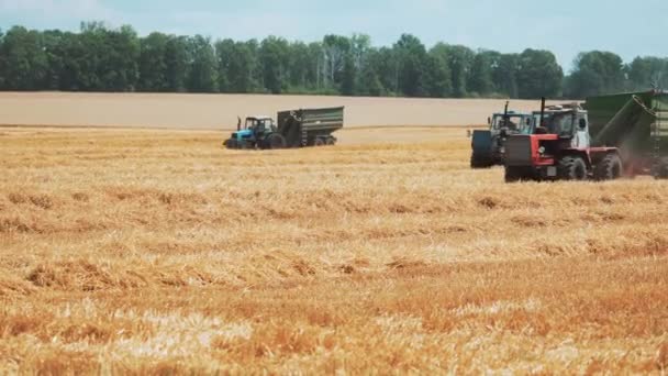 穀物ビンを持つ3つのトラクターは 収穫された小麦の分野をすばやく駆動します — ストック動画