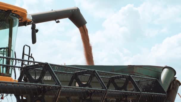 收割机把小麦谷物卸到卡车的料斗里 田里的农业季节性收获 — 图库视频影像