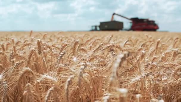 Yellow Field Ripe Ears Wheat Background Grain Unloading Combine Machine — Stock Video