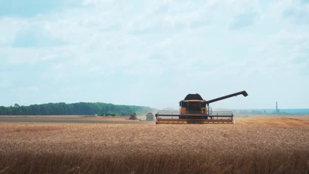 現代の機械収穫機は小麦を収穫する 黄色の小麦畑と雲のある青空 — ストック動画
