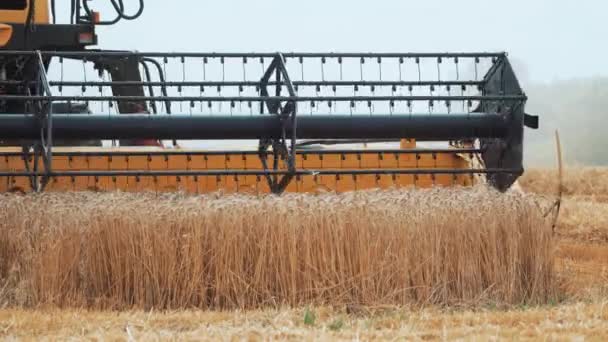 Grande Combinação Moderna Campo Corta Espiguetas Trigo Cortador Colheitadeira Close — Vídeo de Stock