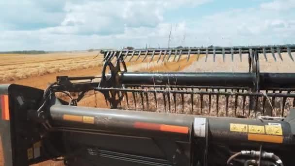 Het Werkmechanisme Van Maaier Snijdt Gele Spikeletten Van Tarwe Tarwe — Stockvideo