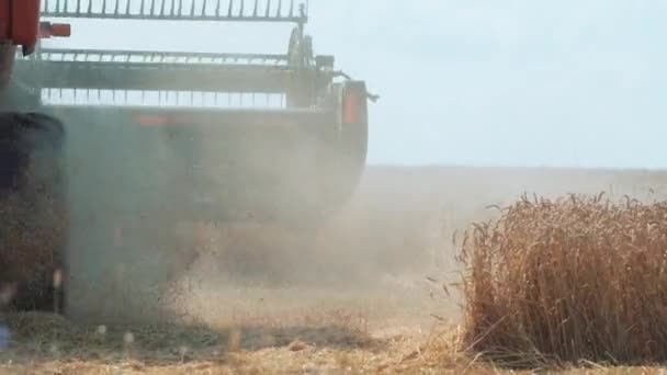 Uma Colheitadeira Com Cortador Relva Coleta Trigo Maduro Campo Palha — Vídeo de Stock