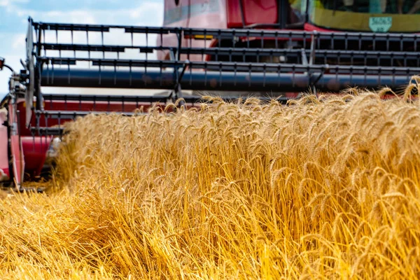Modne, gule ører av hvete. Innhøstingsgressklipper . – stockfoto