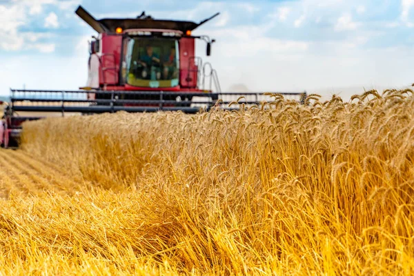 Ripe golden ears of wheat in the field. The red combine is harvesting.