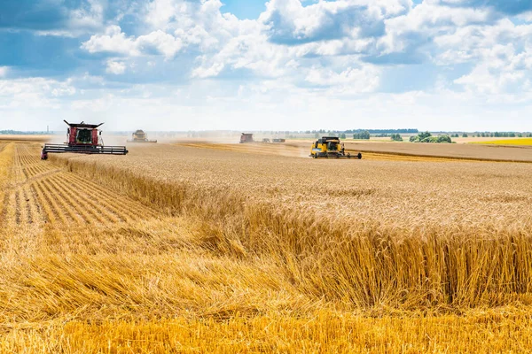 Vehnäpellon maatalouskoneet korjaavat satoa. Keltaiset vehnän korvat sinistä taivasta vasten pilvillä . — kuvapankkivalokuva