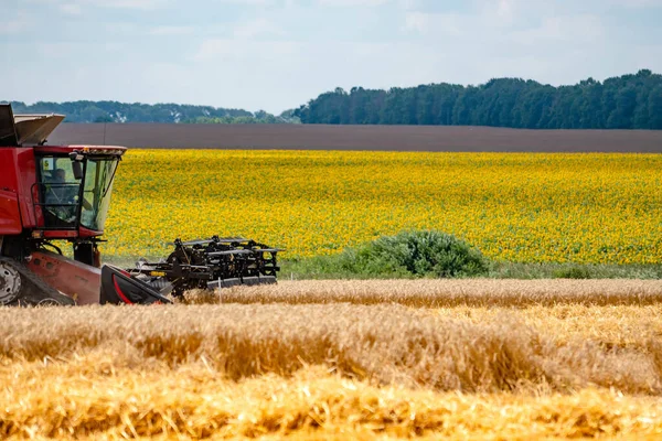 Una cosechadora con una segadora en el campo recoge una cosecha de trigo. Campos de girasoles y cielo azul en el fondo . Imagen de archivo