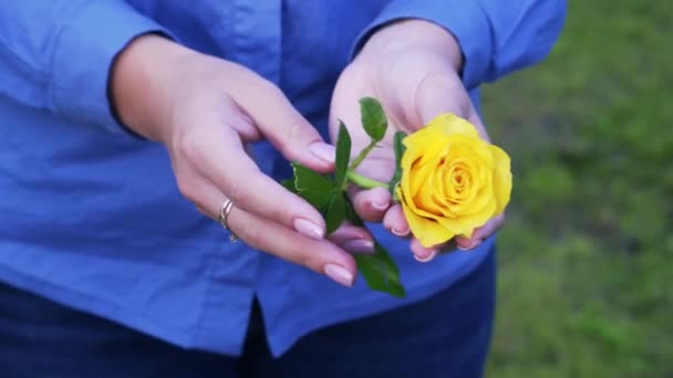 Schöne Gelbe Rose Weiblichen Händen Mädchen Blauen Hemd — Stockvideo