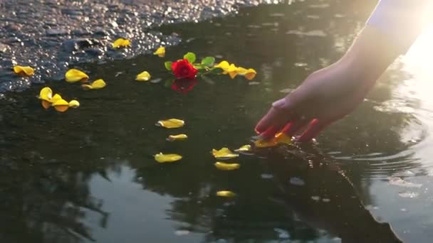 Дівчина Торкається Жовтих Пелюсток Троянд Воді Проміжок Часу Заходу Сонця — стокове відео