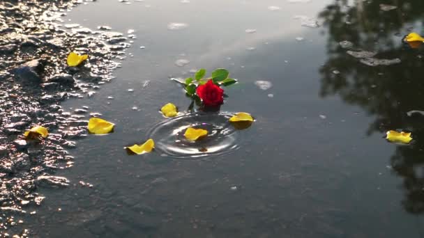 Pétalos Rosa Amarilla Caen Agua Con Una Rosa Roja Movimiento — Vídeo de stock