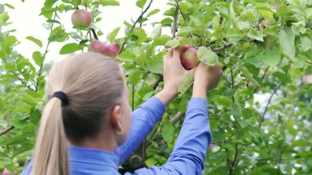 Ein Junges Mädchen Garten Pflückt Einen Apfel Und Hält Ihn — Stockvideo