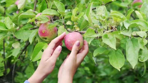 Kvinnliga Händer Plockar Ett Rött Äpple Från Gren Trädgården — Stockvideo