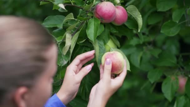 Ung Flicka Plockar Ett Moget Rött Äpple Från Ett Träd — Stockvideo