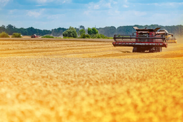 Большой современный красный комбайн на пшеничном поле при уборке зерна. Желтое поле с голубым небом на фоне облаков
