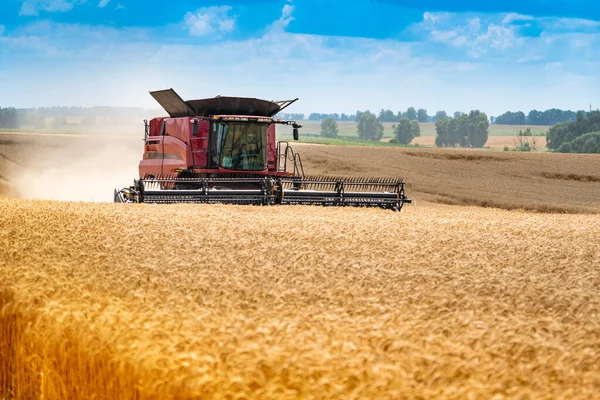 Punainen Moderni Yhdistellä Harvesteri Alalla Korjaan Vehnää Kultaiset Maissintähkät Sinistä — kuvapankkivalokuva