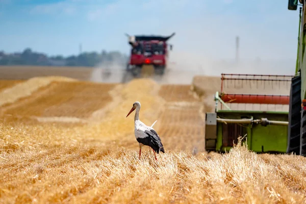 Storch Auf Einem Weizenfeld Neben Landmaschinen Und Mähdreschern Weizenernte Stockbild