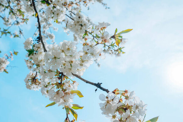 Hanging down a branch of springtime white cherry blossoms against a blue sky