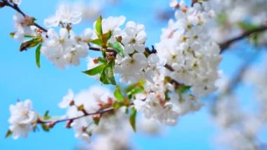 Büyük beyaz çiçekli kiraz dalı. Arılarla dolu bahar bahçesi.