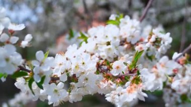 Güneşte rüzgarda çiçek açan kiraz dalı. Yeşil yapraklı beyaz kiraz çiçekleri.
