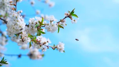 Parlak mavi gökyüzüne karşı kiraz dalının çiçeklerindeki bir arı.
