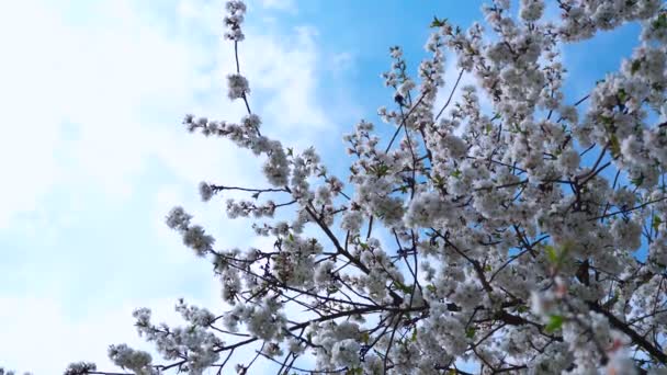 Cerezo Con Ramas Florecientes Sobre Fondo Cielo Azul Con Nubes — Vídeos de Stock