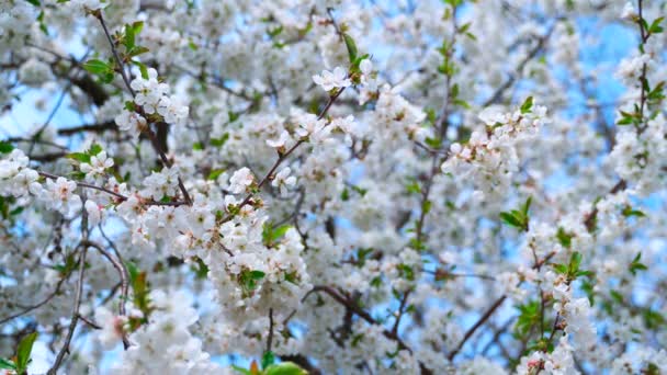 Λευκή Κερασιά Άνθη Και Πράσινα Φύλλα — Αρχείο Βίντεο