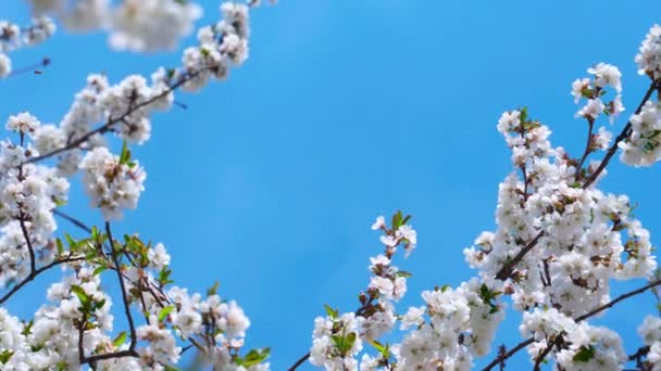 Cherry Branches White Flowers Sway Wind — Stock Video