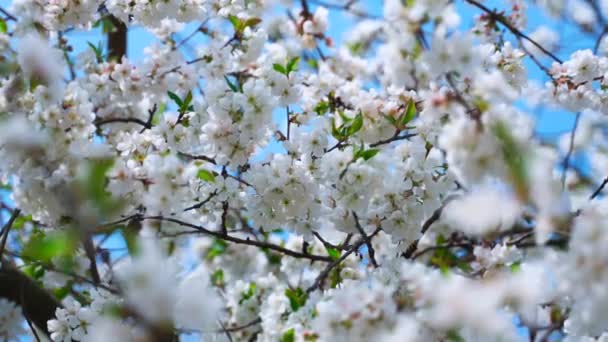 Белые Вишневые Цветы Ветвях Солнечный Весенний Сад — стоковое видео