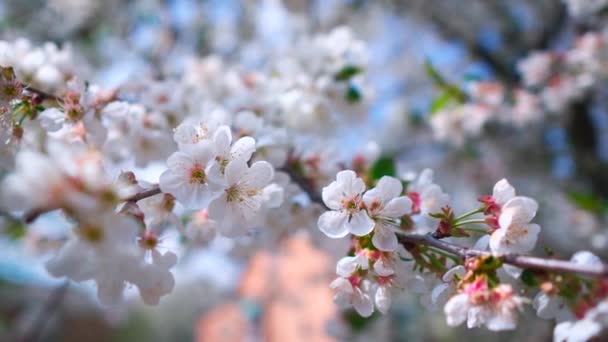 Sakura Zweig Mit Weißen Blüten Blühender Frühlingsgarten — Stockvideo