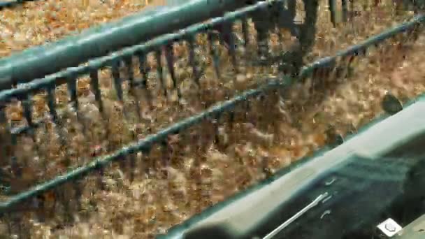 田里的联合收割机割下小麦的穗 特写镜头 — 图库视频影像