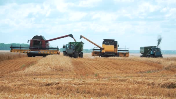 収集した穀物をトレーラーとトラクターに組み合わせからアンロードします 藁のある小麦畑 — ストック動画