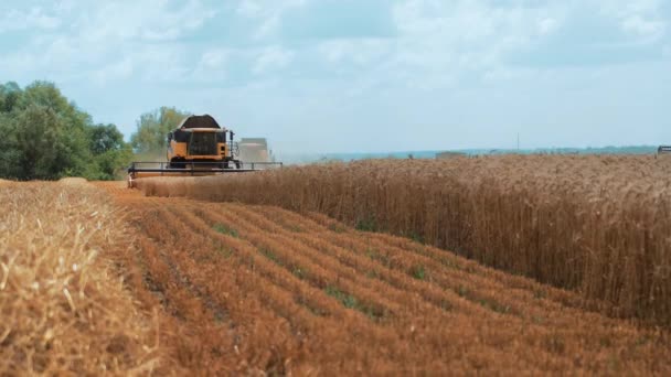 Harvester Field Wheat Collects Grain Crop Farm Seasonal Work — Stock Video