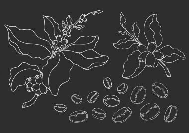 Set of coffee branch with leaves and natural coffee beans. Vector sketch clipart