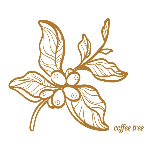 Gałąź drzewa herbaty z liści i naturalnych ziaren kawy. Botaniczny kontur rysunku. Symbol. Wektor — Wektor stockowy