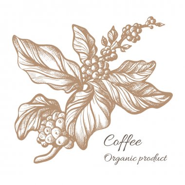 Gerçekçi kahve şube. Botanik kontur çizim. Vektör