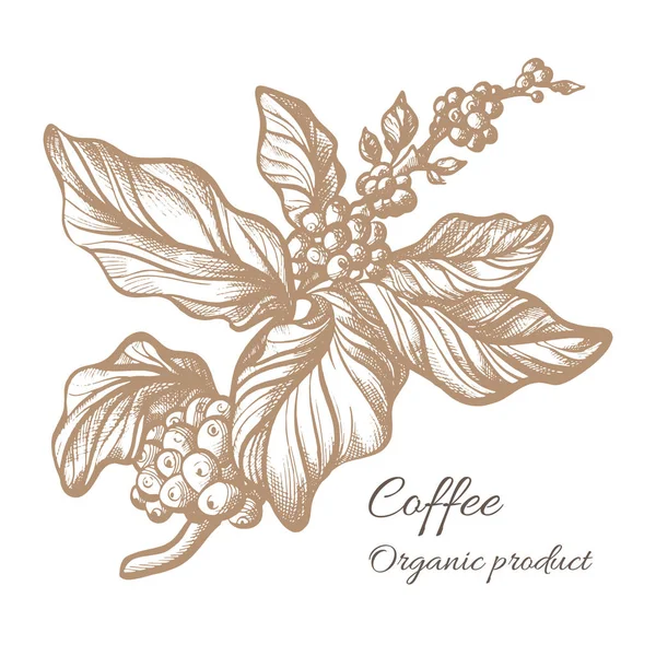 Gerçekçi kahve şube. Botanik kontur çizim. Vektör