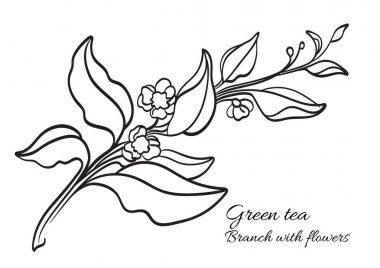Branch of tea bush with leaves and flowers. Realistic. Organic product. Vector clipart