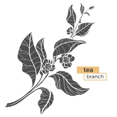 Çay bush ile yaprak ve çiçek dalı. Gerçekçi. Vektör siyah siluet