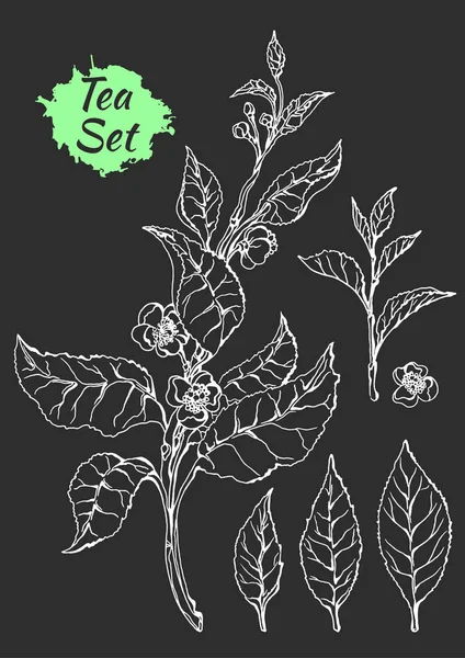 Çay bush ile yaprak ve çiçek dalı. Botanik çizim. Kroki, ayarlayın. Gerçekçi. Vektör 