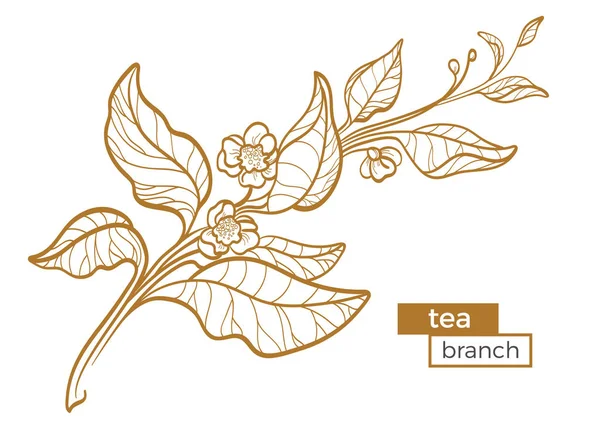 Ветвь чайного куста с листьями и цветами. Ботанический контурный рисунок. Органический продукт. Вектор — стоковый вектор