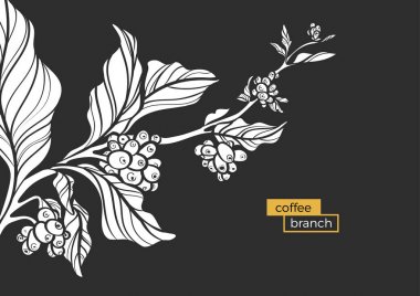 Kahve ağacı yaprakları ve doğal kahve çekirdekleri ile beyaz dalı. Vektör 
